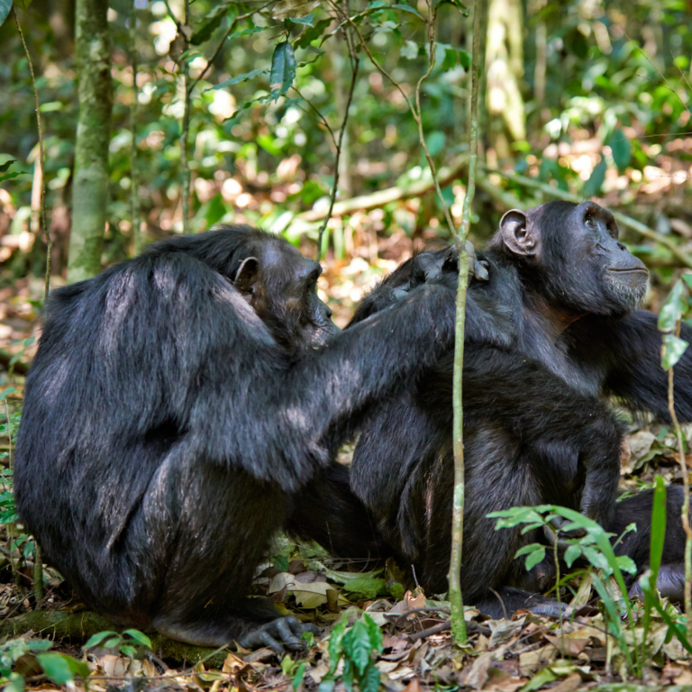 One chimpanzee grooms another chimpanzee who is contentedly looking off into the distance in a tropical forest in Uganda's Kibale National Park.