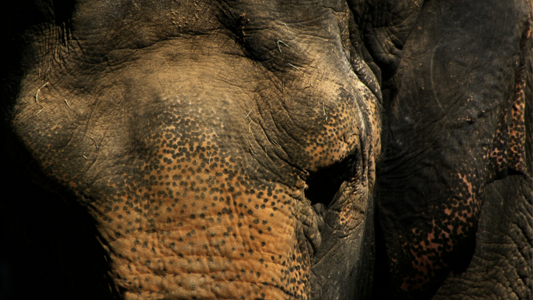 A close-up photograph of an elephant gazing downward