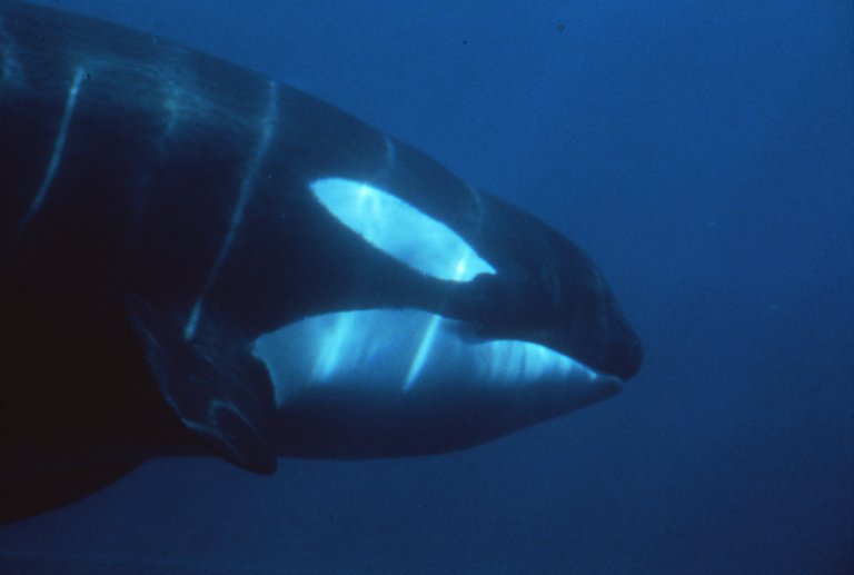 A side view photo of the orca Corky in a tank