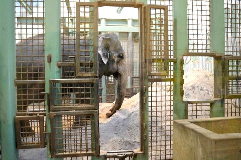 Captive elephant Lucy at the Edmonton Valley Zoo.