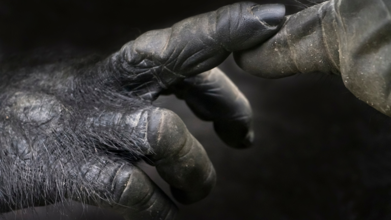 A close-up photo of two gorillas touching hands