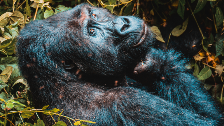 A photo taken in a of a gorilla smiling thoughtfully