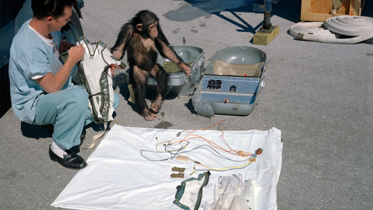 With chimpanzee Ham standing next to him, a NASA technician goes over equipment in preparation for launch. Ham looks curious and trusting.