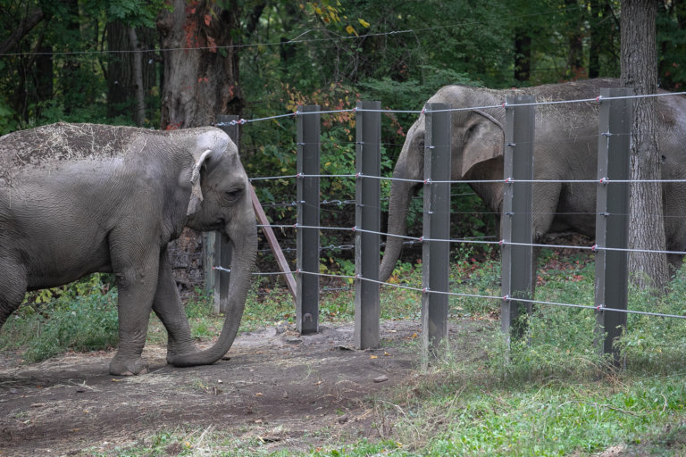 Elephants Happy and Patty stand facing each other from different pens in the Bronx Zoo elephant exhibit