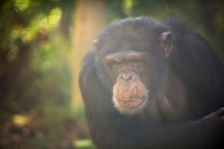 A photo of chimpanzee Hercules in the sun at Project Chimps sanctuary