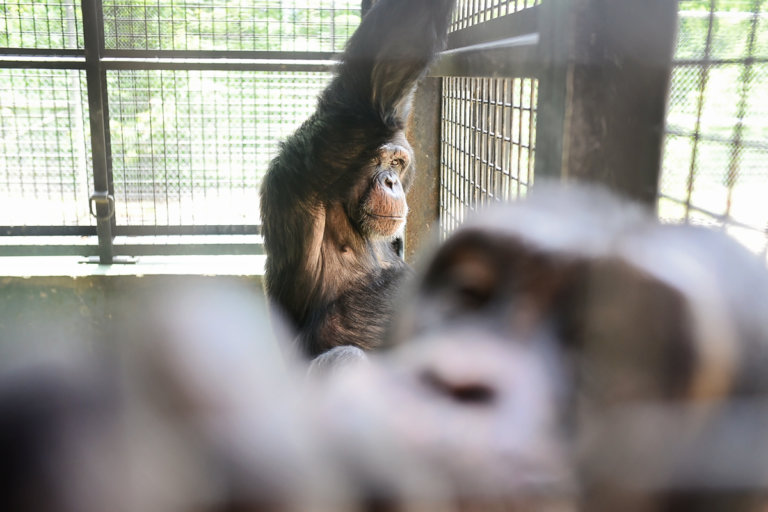 Hercules and Leo in their housing structure at Project Chimps.