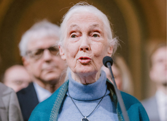 Jane Goodall