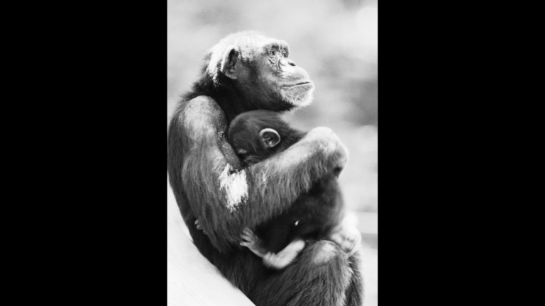 A black and white photo of an adult chimpanzee holding a baby chimpanzee, with both bathed in sunlight