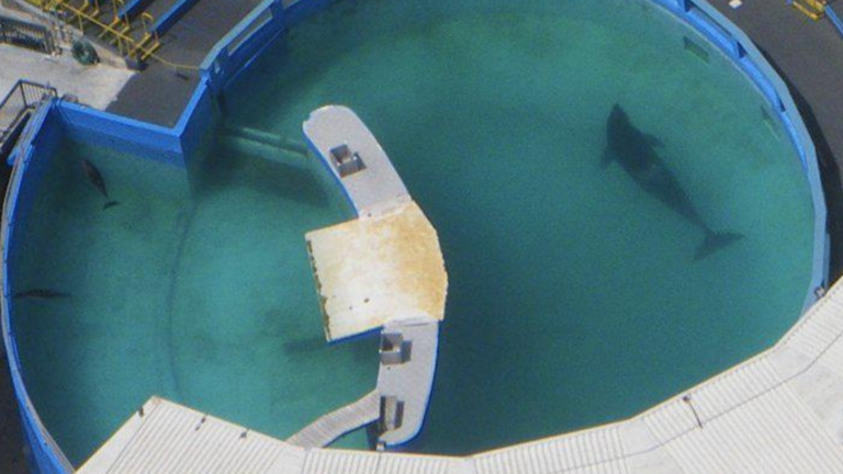 An overhead shot of the orca Sk’aliCh’elh-tenaut, also known as Lolita, floating in a small tank at the Miami Seaquarium