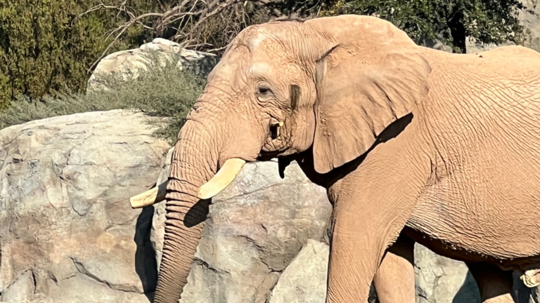 A photo of Mabu the elephant taken by the NhRP upon his arrival at the Fresno Chaffee Zoo