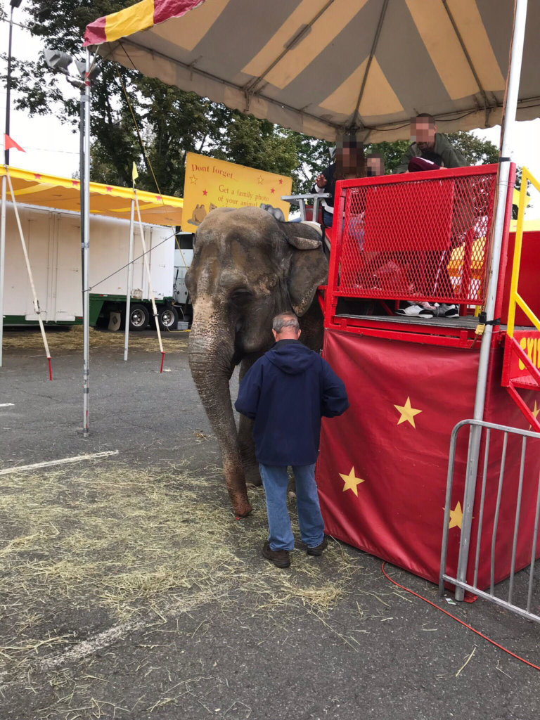 Elephant Minnie forced to give rides