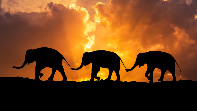 A photo of three elephants walking together at sunset
