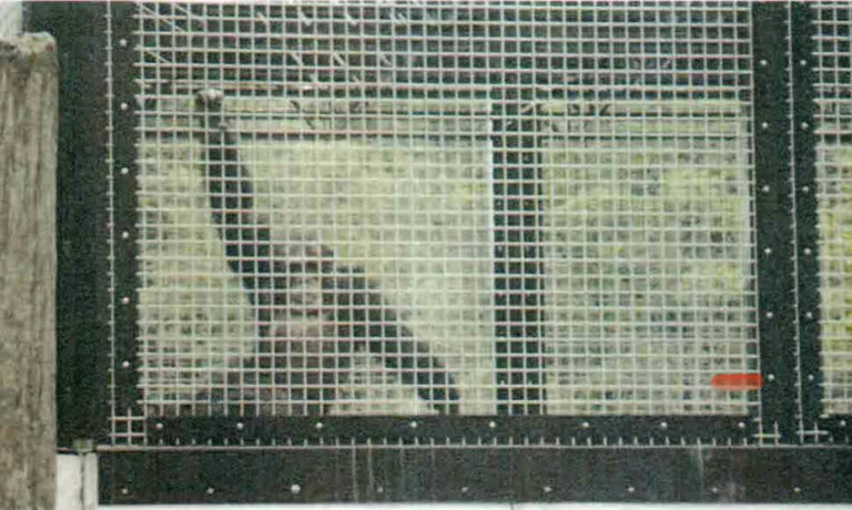 A photo of a chimpanzee, believed to be Tommy, peering out from a cage at the DeYoung Family Zoo. The photo was taken by PETA and included in documents sent to the NhRP in response to a FOIA request.