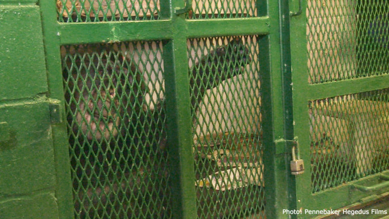 Today a group of philosophers submitted an amicus curiae brief in support of the NhRP's chimpanzee rights cases on behalf of Tommy and Kiko.