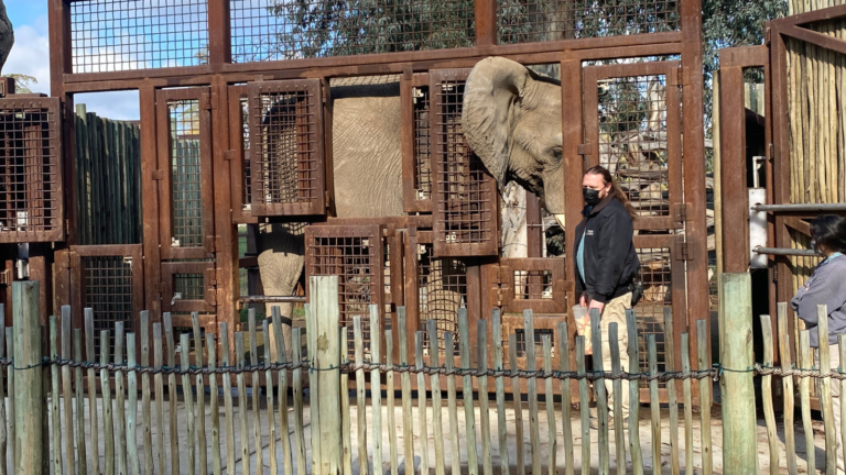 A photo of Vusmusi the elephant in a training pen in the Fresno Chaffee Zoo