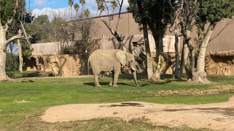 A photo of Vusmusi the elephant standing in a yard at the Fresno Chaffee Zoo