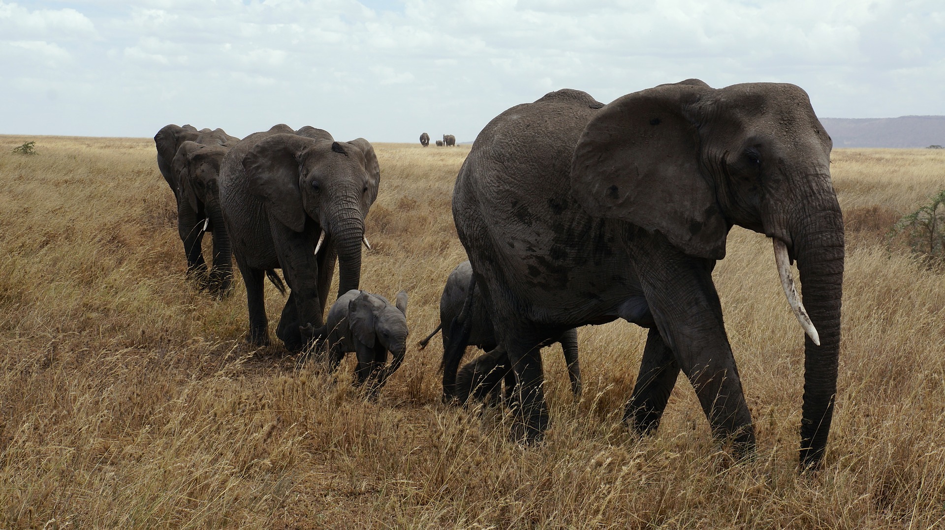 Why This Conservation Research Scientist Joined the Fight for Nonhuman ...