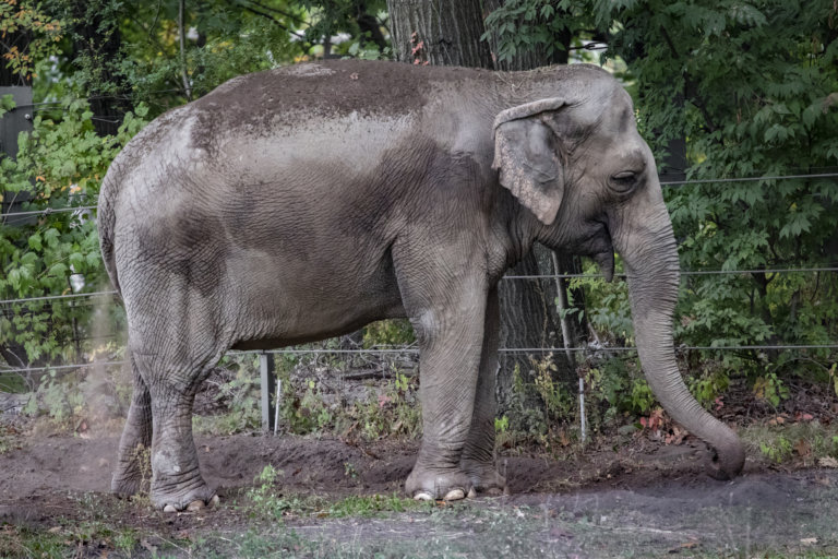 A photograph of Happy the elephant standing in the Bronx Zoo elephant exhibit (October 2021)