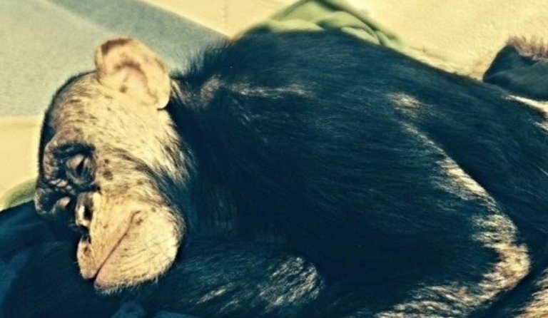 A photo of chimpanzee Leo lying on his side and sleeping in a basement lab at Stony Brook University