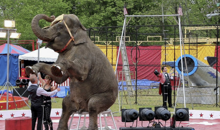 A Commerford Zoo handler uses a bullhook to compel a costumed Minnie the elephant to stand on her hind legs during a fair.