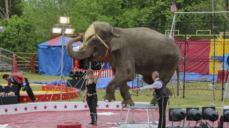 The Commerford Zoo compels Minnie the elephant to stand on a stool at a fair.