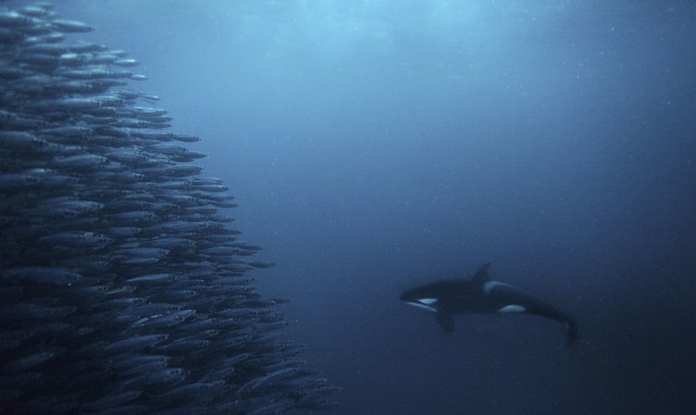 A school of fish encounters an orca in the open ocean. Photo: ©Mike Korostelev, mkorostelev.com