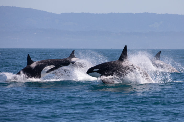 A photo of orcas swimming in the open ocean near Washingon
