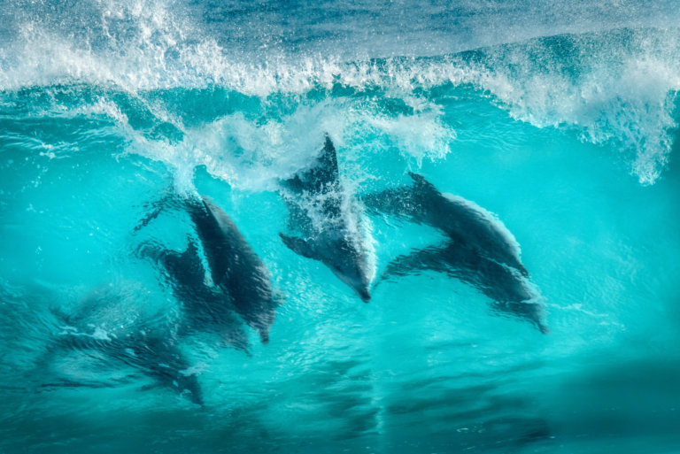 A photo of dolphins swimming freely in sun-inflected water
