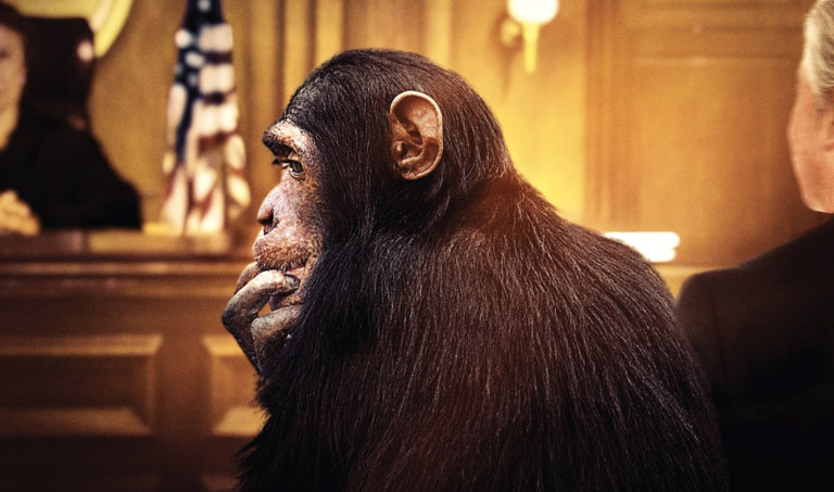 A chimpanzee sits pensively in a courtroom.